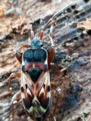 Scolopostethus thomsoni