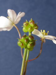 Ranunculus platanifolius