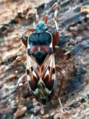 Scolopostethus thomsoni