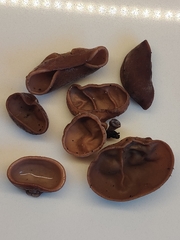 Auricularia auricula-judae