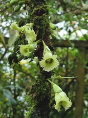 Amphitecna macrophylla