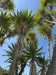 Yucca gigantea