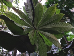 Amphitecna macrophylla