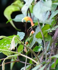 Centropogon granulosus