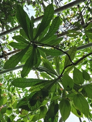 Amphitecna macrophylla