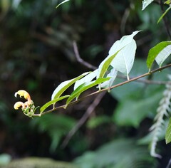 Centropogon granulosus