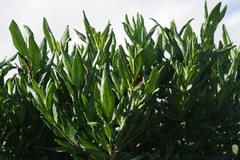Burchellia bubalina