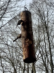 Psaltriparus minimus