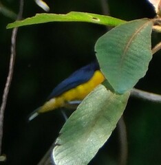 Euphonia xanthogaster