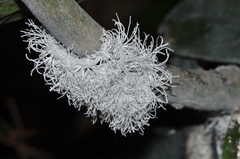 Flatida intacta