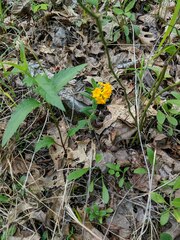 Lithospermum canescens