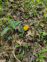 Lithospermum canescens