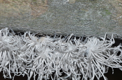 Flatida intacta
