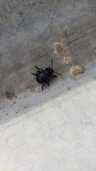 Timarcha tenebricosa