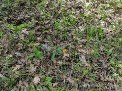 Lithospermum canescens