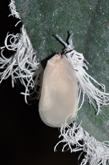 Flatida intacta