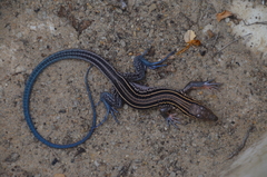 Aspidoscelis hyperythrus beldingi