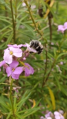 Anthophora alluaudi