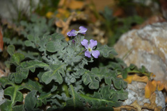 Matthiola tricuspidata