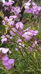 Anthophora alluaudi