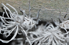 Flatida intacta
