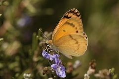 Colotis fausta