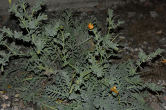 Glaucium flavum