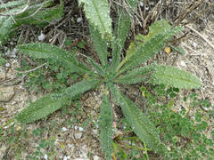Echium gaditanum