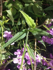 Hesperis matronalis