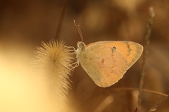 Colotis fausta