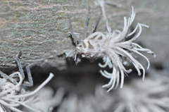 Flatida intacta