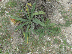 Echium gaditanum