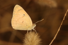 Colotis fausta