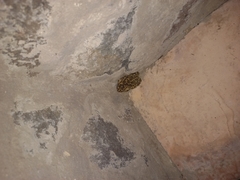 Sclerophrys capensis