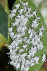 Flatida intacta