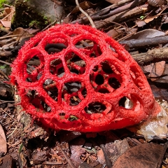 Clathrus cristatus