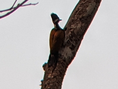 Chrysocolaptes guttacristatus