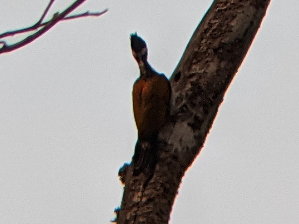 Greater Flameback