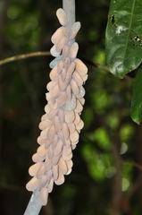Flatida intacta