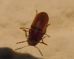 Ernobiinae