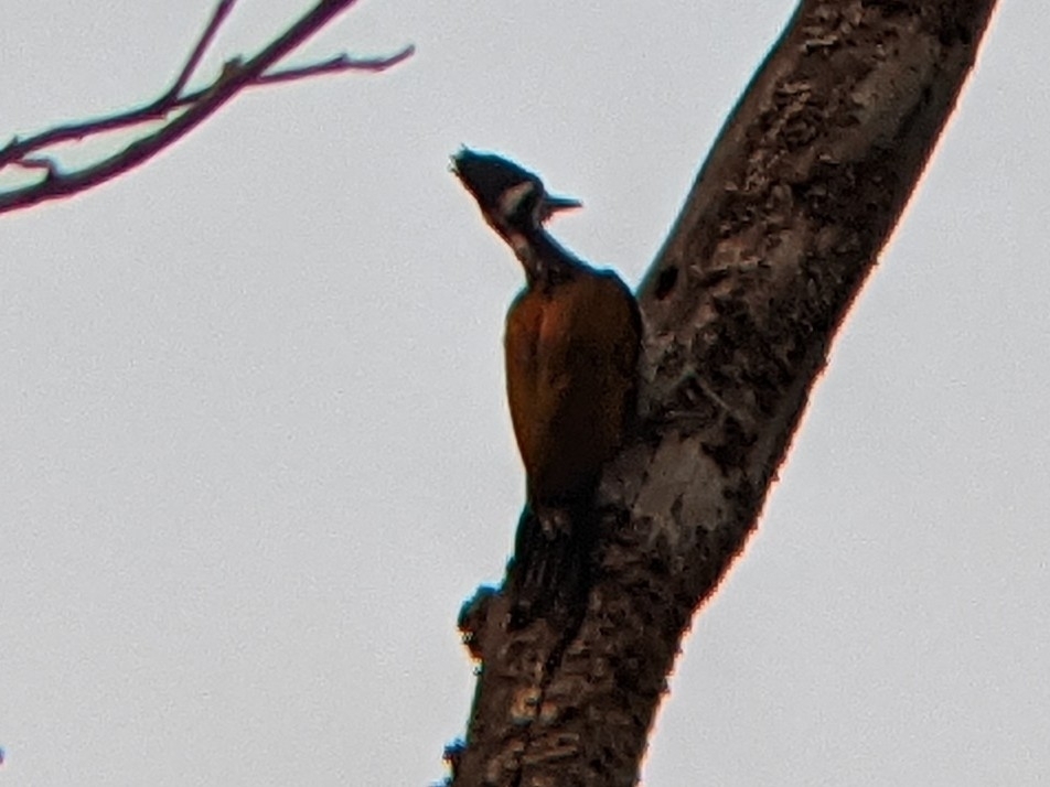 Greater Flameback