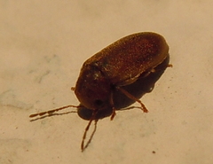 Ernobiinae