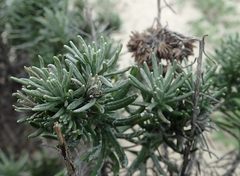 Helichrysum italicum