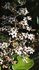 Miconia stenostachya