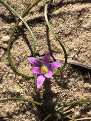 Romulea ramiflora