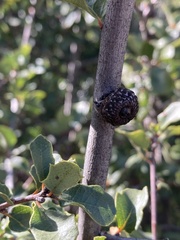 Quercus berberidifolia