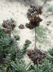 Helichrysum italicum