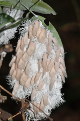 Flatida intacta
