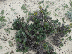 Helichrysum italicum