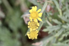 Senecio squalidus